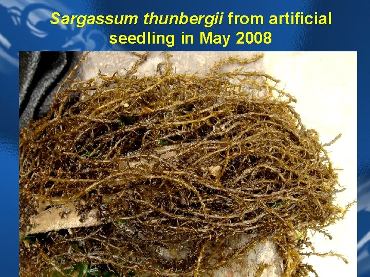 Sargassum thunbergii from artificial seedling in May 2008 