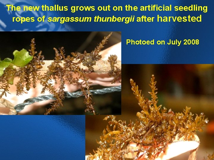 The new thallus grows out on the artificial seedling ropes of sargassum thunbergii after