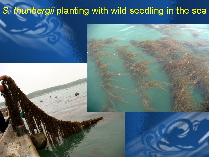 S. thunbergii planting with wild seedling in the sea 