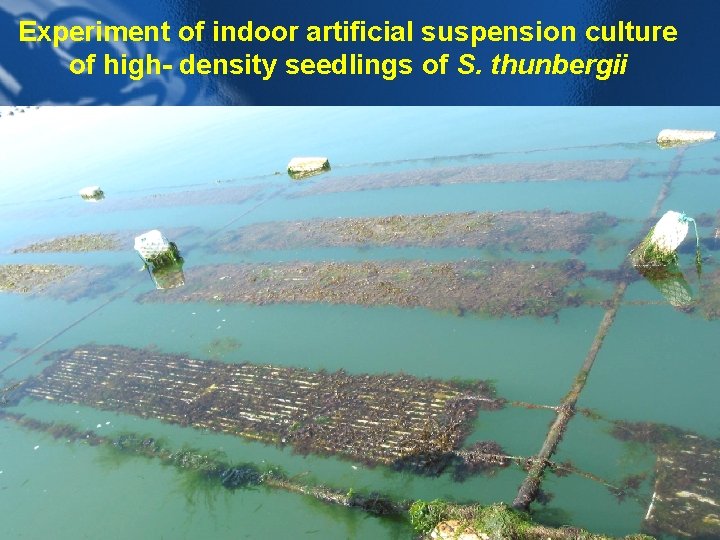 Experiment of indoor artificial suspension culture of high- density seedlings of S. thunbergii 