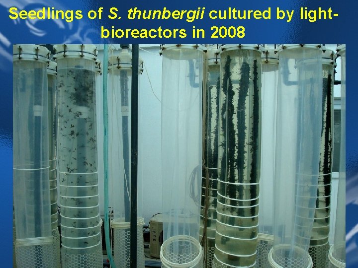 Seedlings of S. thunbergii cultured by lightbioreactors in 2008 