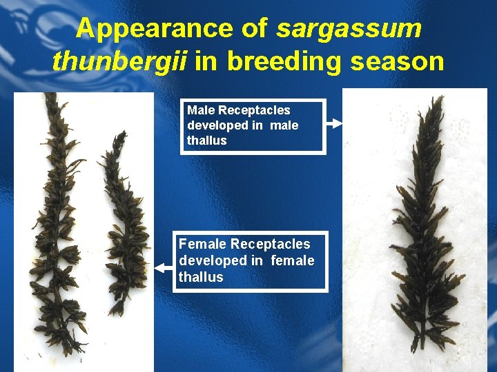 Appearance of sargassum thunbergii in breeding season Male Receptacles developed in male thallus Female