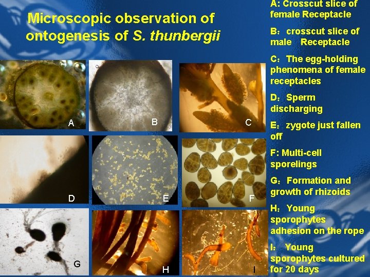 A: Crosscut slice of female Receptacle Microscopic observation of ontogenesis of S. thunbergii B：crosscut