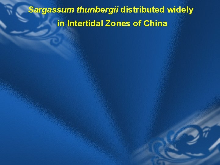 Sargassum thunbergii distributed widely in Intertidal Zones of China 