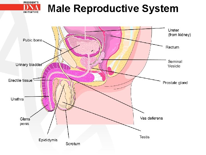 Male Reproductive System 
