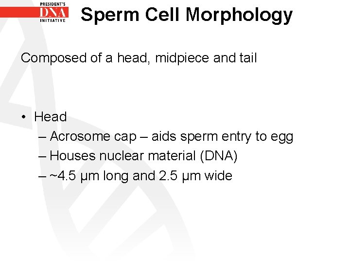 Sperm Cell Morphology Composed of a head, midpiece and tail • Head – Acrosome
