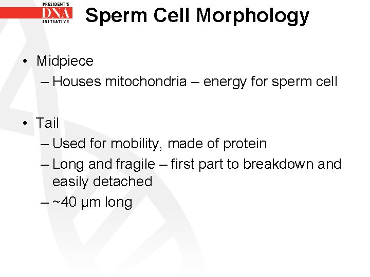 Sperm Cell Morphology • Midpiece – Houses mitochondria – energy for sperm cell •