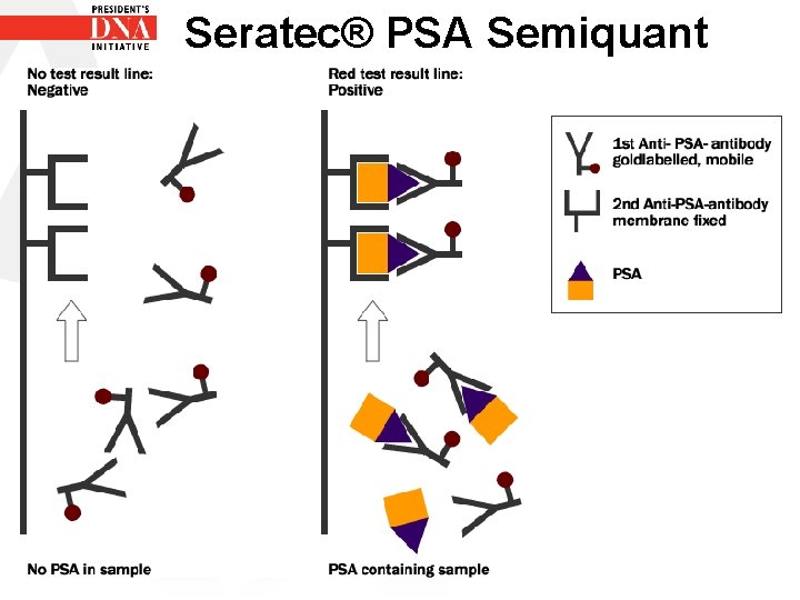 Seratec® PSA Semiquant 