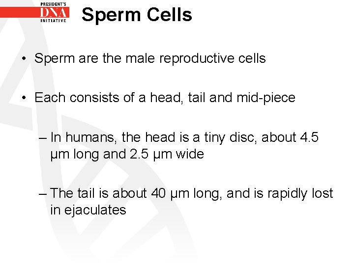 Sperm Cells • Sperm are the male reproductive cells • Each consists of a