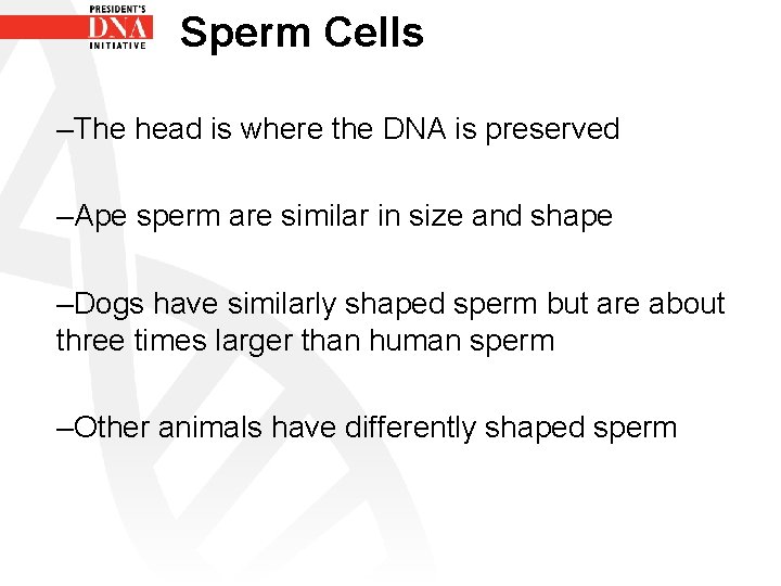 Sperm Cells –The head is where the DNA is preserved –Ape sperm are similar