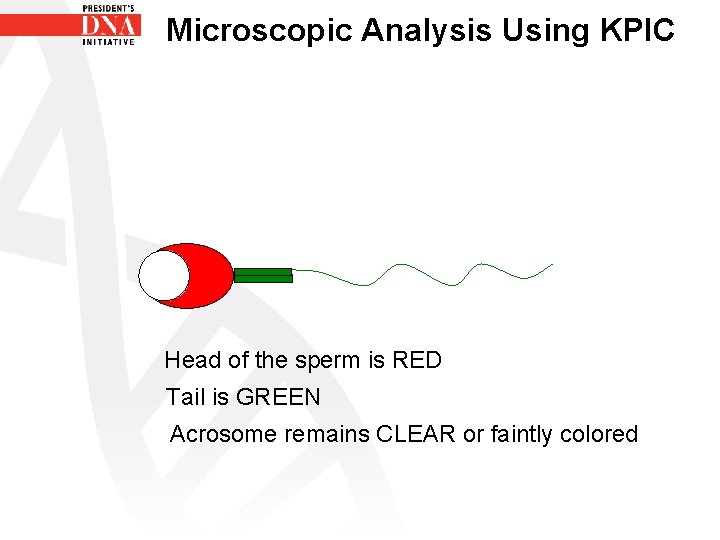 Microscopic Analysis Using KPIC Head of the sperm is RED Tail is GREEN Acrosome