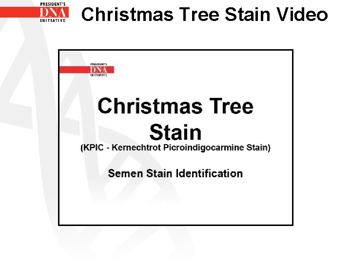 Christmas Tree Stain Video 