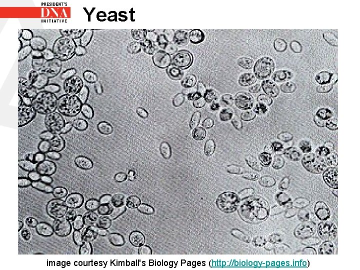 Yeast image courtesy Kimball's Biology Pages (http: //biology-pages. info) 