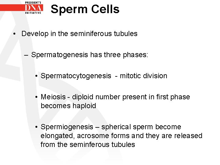 Sperm Cells • Develop in the seminiferous tubules – Spermatogenesis has three phases: •