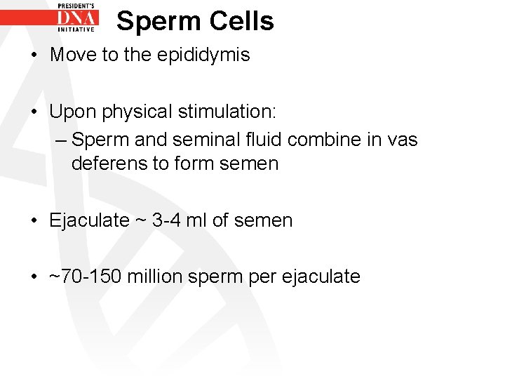 Sperm Cells • Move to the epididymis • Upon physical stimulation: – Sperm and