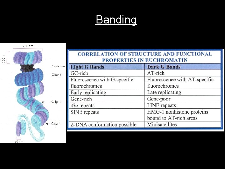 Banding 