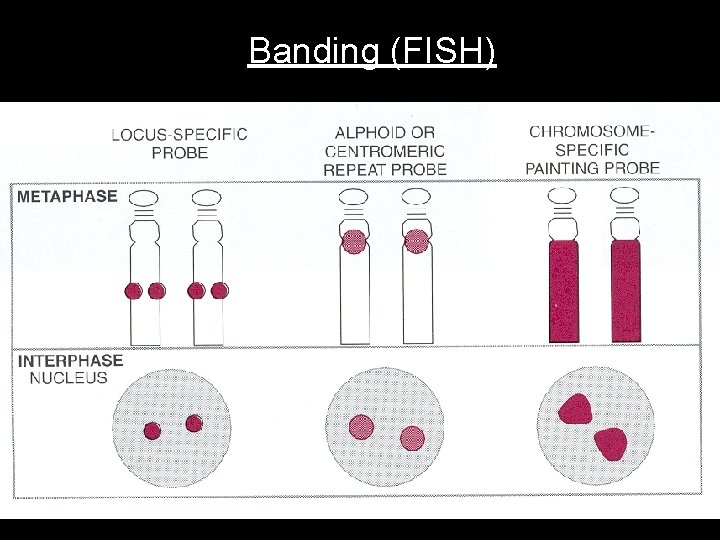 Banding (FISH) 