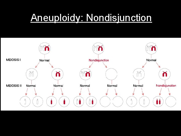 Aneuploidy: Nondisjunction 