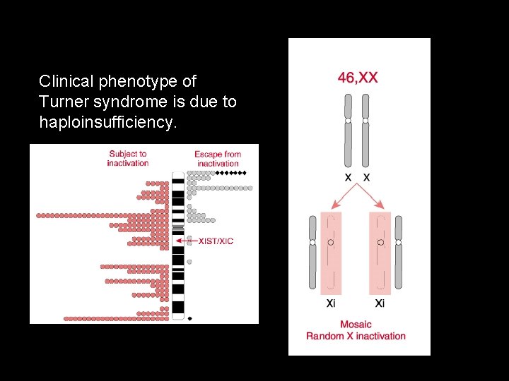 Clinical phenotype of Turner syndrome is due to haploinsufficiency. 
