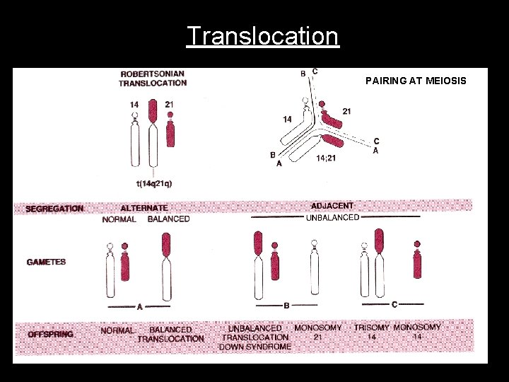 Translocation PAIRING AT MEIOSIS 