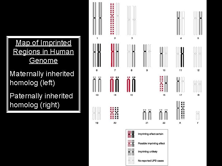 Map of Imprinted Regions in Human Genome Maternally inherited homolog (left) Paternally inherited homolog