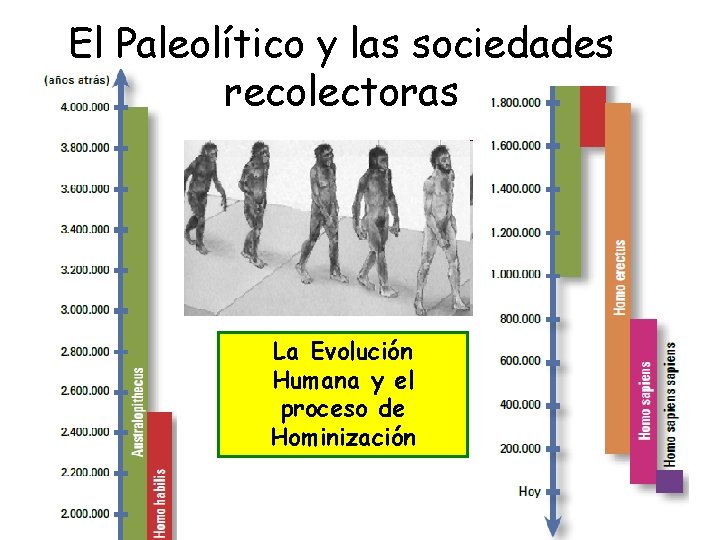El Paleolítico y las sociedades recolectoras La Evolución Humana y el proceso de Hominización