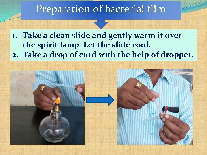 Preparation of bacterial film 1. Take a clean slide and gently warm it over