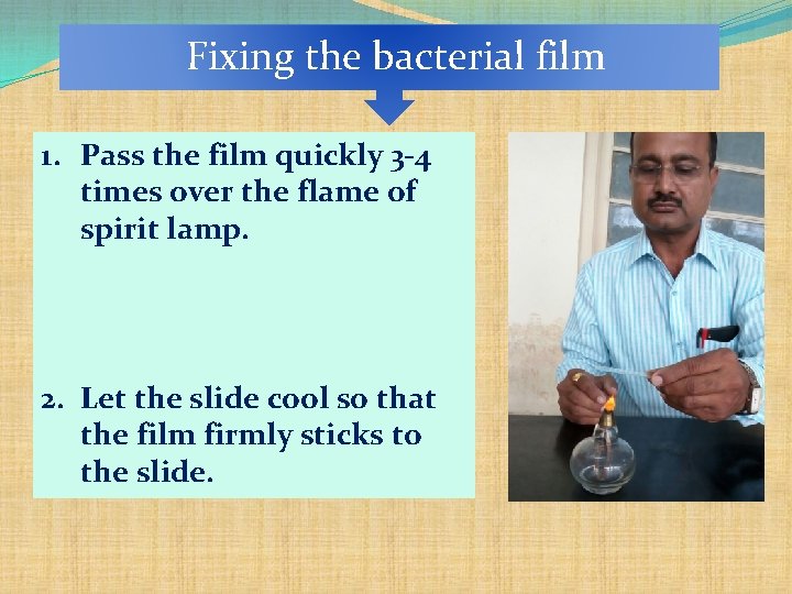 Fixing the bacterial film 1. Pass the film quickly 3 -4 times over the