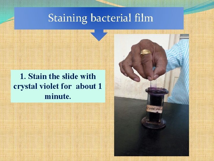 Staining bacterial film 1. Stain the slide with crystal violet for about 1 minute.