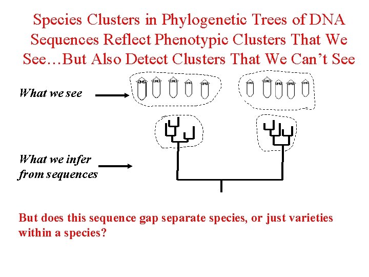 Species Clusters in Phylogenetic Trees of DNA Sequences Reflect Phenotypic Clusters That We See…But