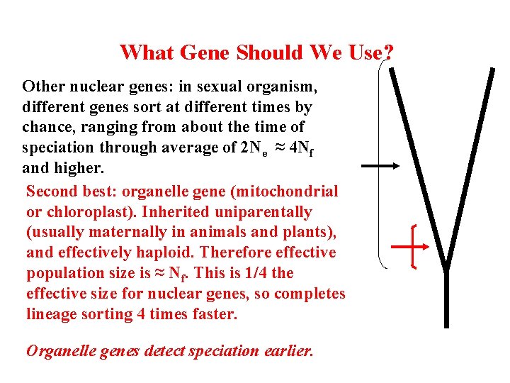 What Gene Should We Use? Other nuclear genes: in sexual organism, different genes sort