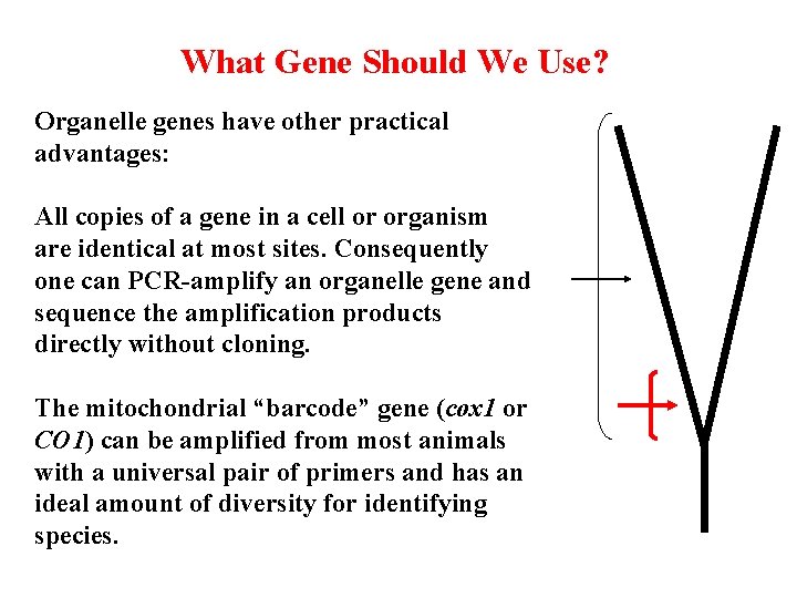 What Gene Should We Use? Organelle genes have other practical advantages: All copies of