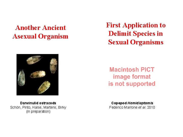 Another Ancient Asexual Organism Darwinulid ostracods Schön, Pinto, Halse, Martens, Birky (in preparation) First