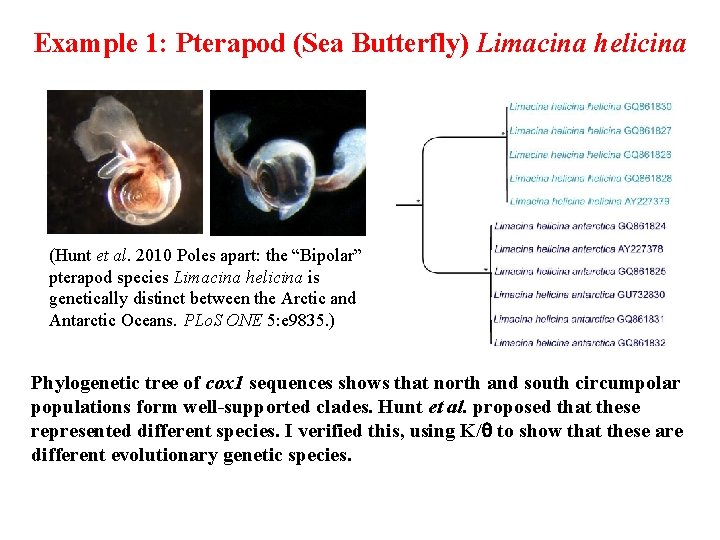 Example 1: Pterapod (Sea Butterfly) Limacina helicina (Hunt et al. 2010 Poles apart: the
