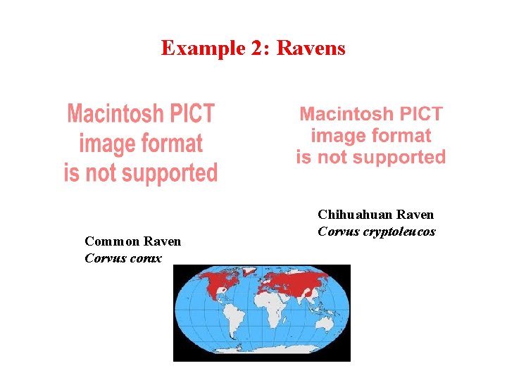 Example 2: Ravens Common Raven Corvus corax Chihuahuan Raven Corvus cryptoleucos 