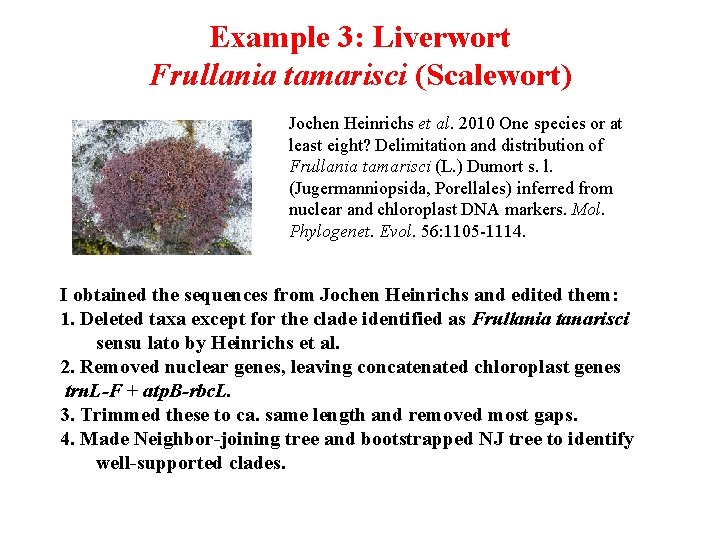 Example 3: Liverwort Frullania tamarisci (Scalewort) Jochen Heinrichs et al. 2010 One species or