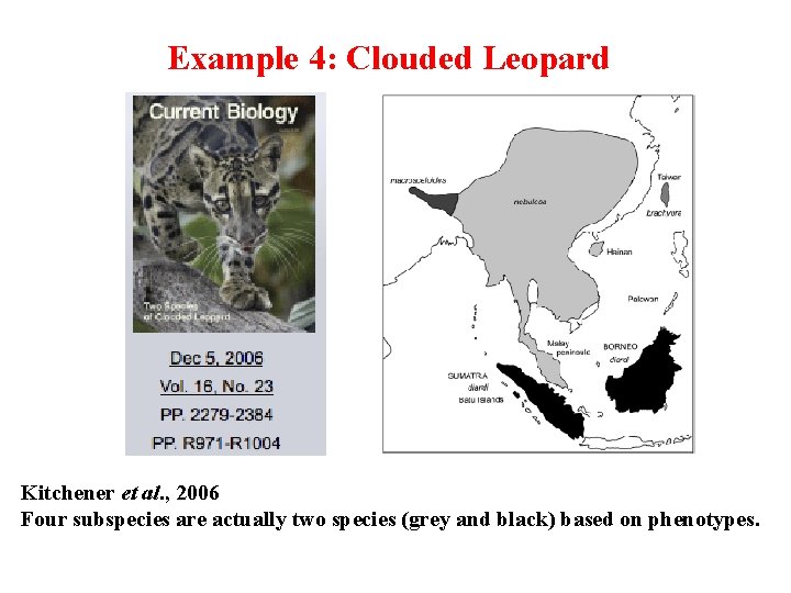 Example 4: Clouded Leopard Kitchener et al. , 2006 Four subspecies are actually two