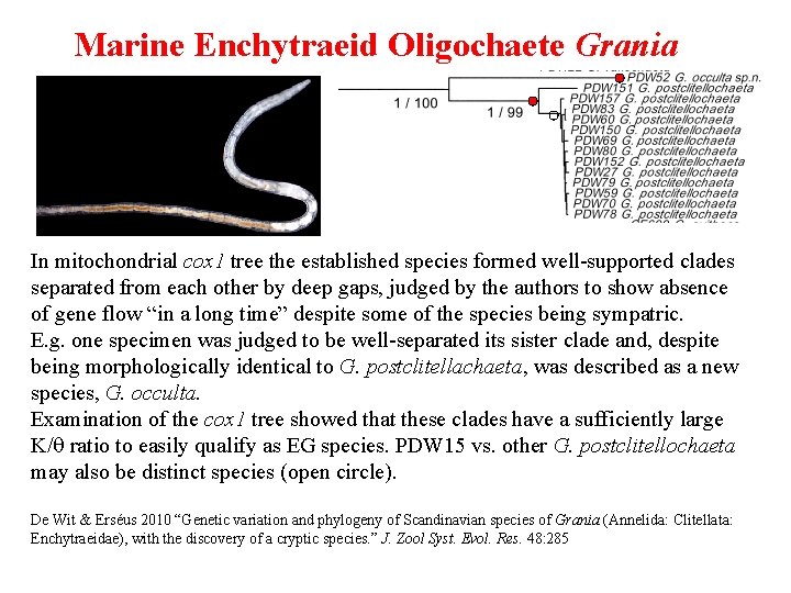 Marine Enchytraeid Oligochaete Grania In mitochondrial cox 1 tree the established species formed well-supported