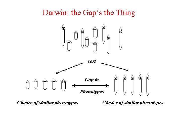Darwin: the Gap’s the Thing sort Gap in Phenotypes Cluster of similar phenotypes 