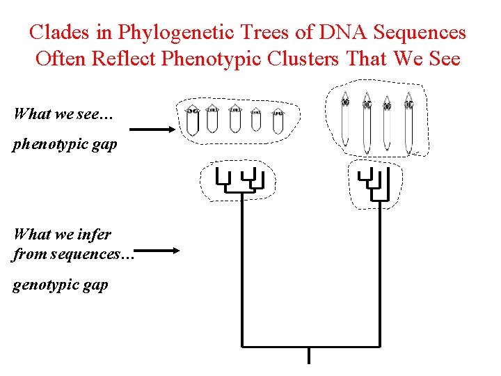 Clades in Phylogenetic Trees of DNA Sequences Often Reflect Phenotypic Clusters That We See