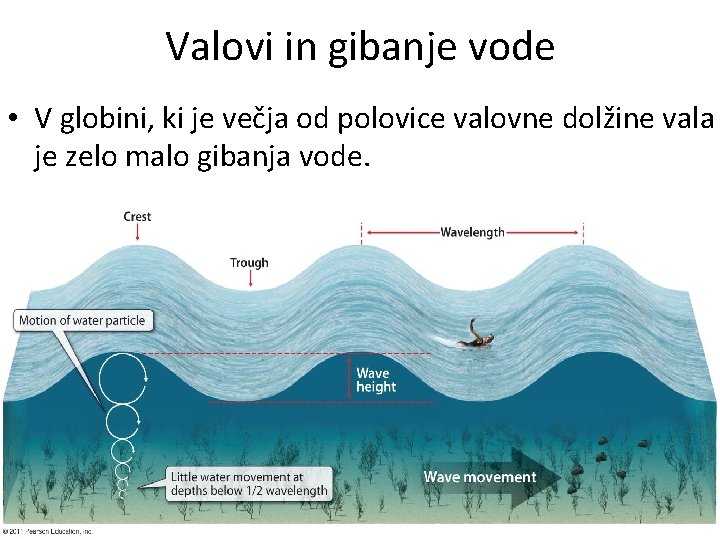 Valovi in gibanje vode • V globini, ki je večja od polovice valovne dolžine