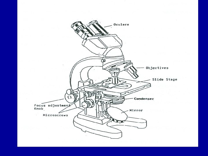 Light Microscopes 