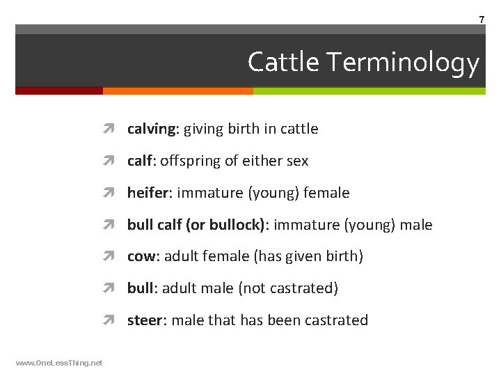 7 Cattle Terminology calving: giving birth in cattle calf: offspring of either sex heifer: