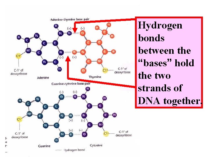 Hydrogen bonds between the “bases” hold the two strands of DNA together. 