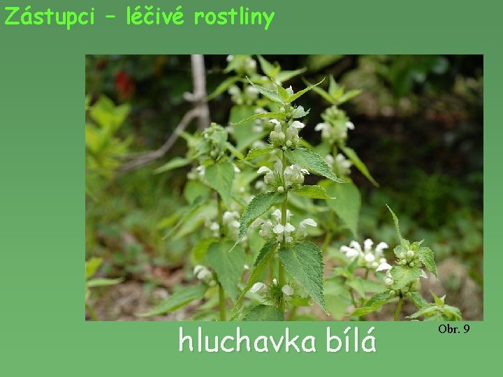 Zástupci – léčivé rostliny hluchavka bílá Obr. 9 