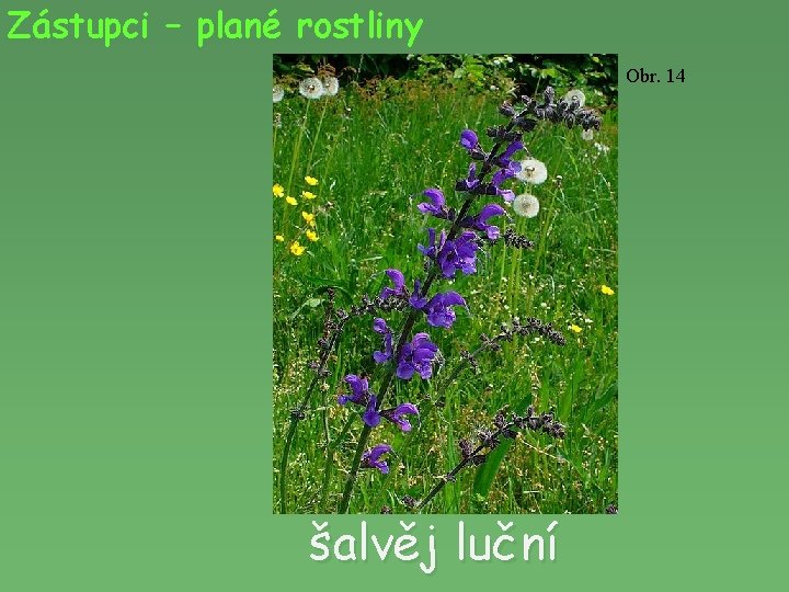 Zástupci – plané rostliny Obr. 14 šalvěj luční 