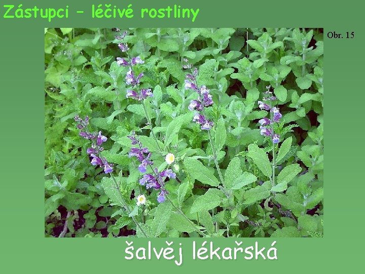 Zástupci – léčivé rostliny Obr. 15 šalvěj lékařská 