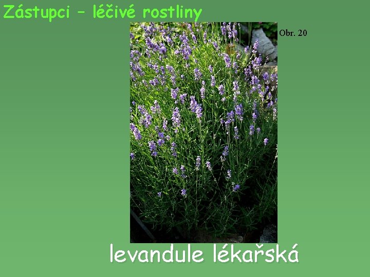 Zástupci – léčivé rostliny Obr. 20 levandule lékařská 