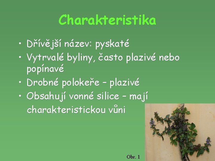 Charakteristika • Dřívější název: pyskaté • Vytrvalé byliny, často plazivé nebo popínavé • Drobné