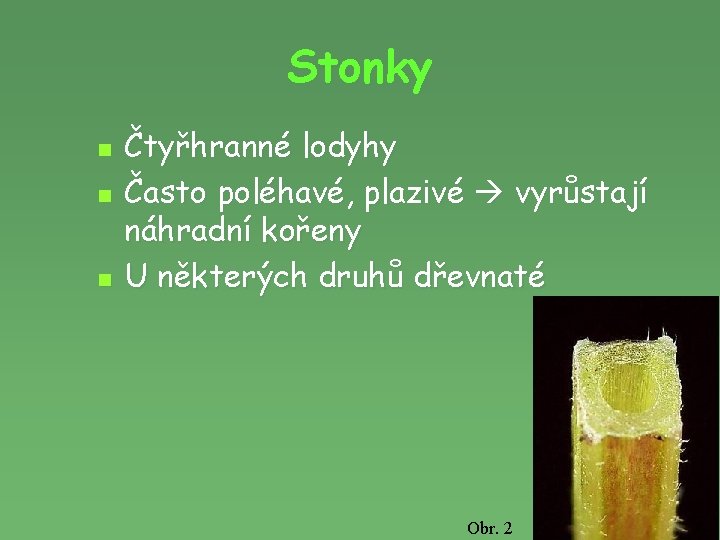 Stonky n n n Čtyřhranné lodyhy Často poléhavé, plazivé vyrůstají náhradní kořeny U některých